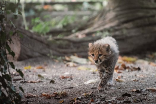 Samsung Plánuje Gigafactory na Karvinsku, Odhalil Babiš